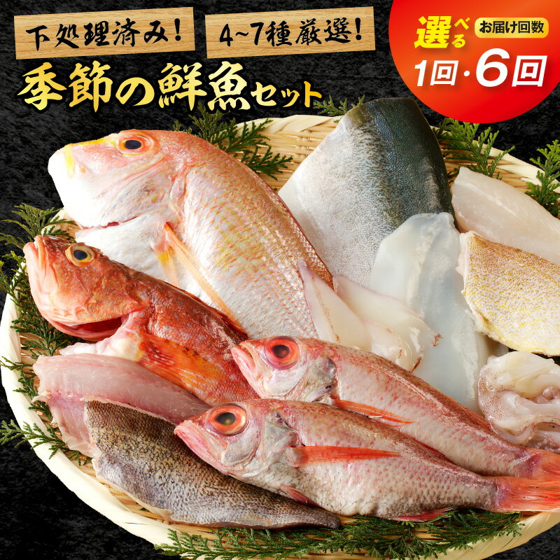【ふるさと納税】山陰浜田港水揚げ　季節の鮮魚セット【1回 年6回（奇数月）】 選べる 回数 鮮魚 お任せ お取り寄せ 魚介 鮮魚 セット 下処理済み ふるさと納税 定期便 海鮮 【096_1695】