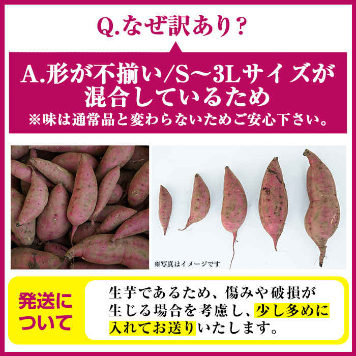 No.560-C ＜訳あり・不揃い＞鹿児島県日置市産さつまいも！