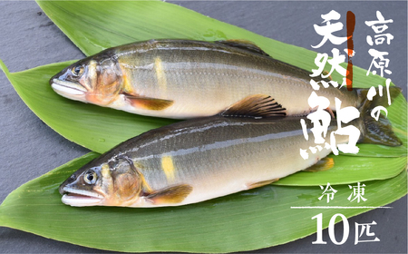先行予約【令和7年7月末～9月上旬発送】高原川の天然鮎 10匹 たかはら鮎 鮎 あゆ アユ 川魚 魚 サカナ 天然 冷凍 アウトドア バーベキュー BBQ 魚   seas73