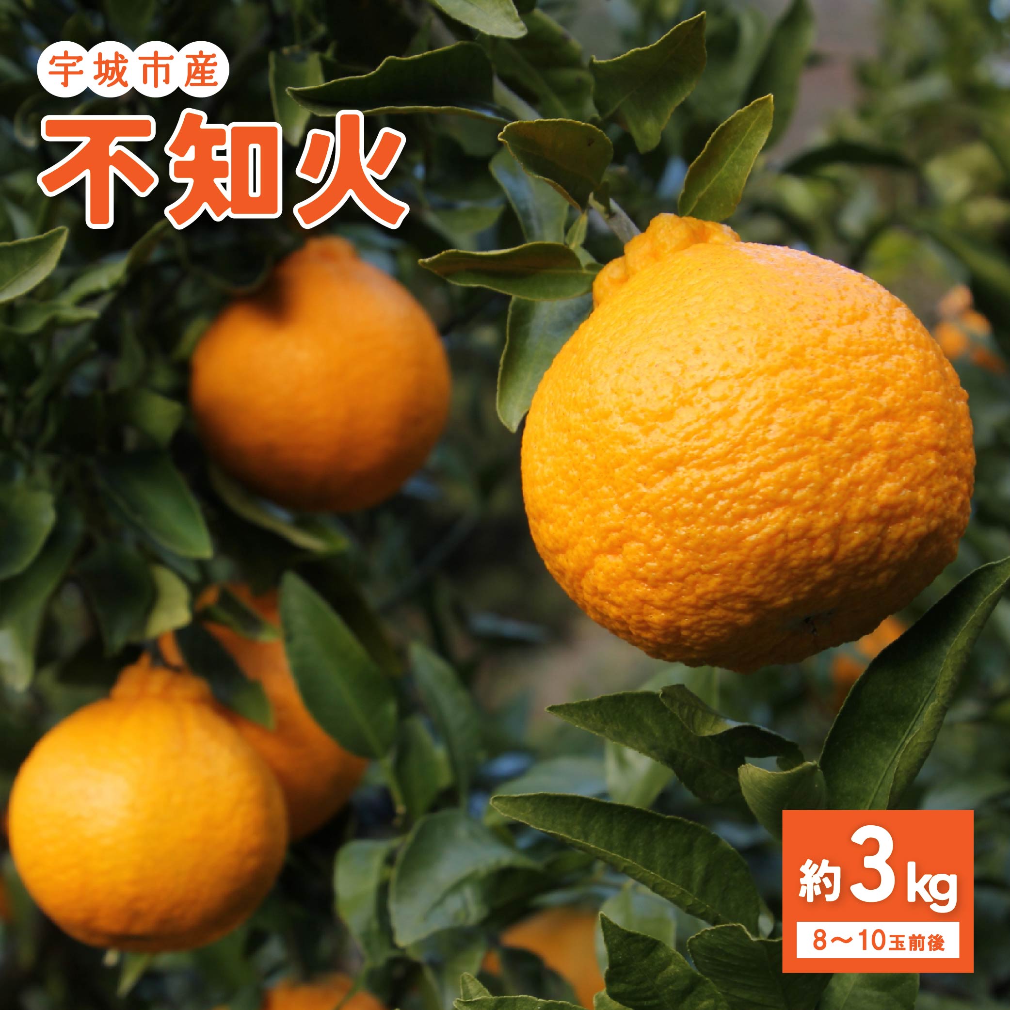 【ふるさと納税】先行予約 特別栽培 不知火（秀品） 約3kg (8玉〜10玉前後) 【2027年2月下旬から5月下旬発送予定】 しらぬい みかん ミカン 蜜柑 柑橘 フルーツ 果物 くだもの 熊本県産 九州産 国産 送料無料 のむちゃん農園