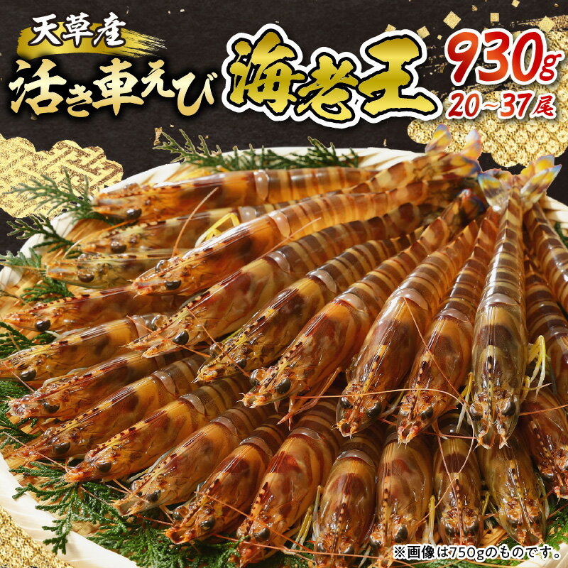 【ふるさと納税】【 着日指定 】 活き 車海老 えび 海老王 930g 新鮮 活きたままお届け 最高級 鮮度抜群 食品 食べ物 海の幸 海鮮 魚介類 シーフード パスタ エビチリ エビフライ 刺身 塩焼き 車えび エビ 幸福堂 熊本県 天草市 お取り寄せ 送料無料