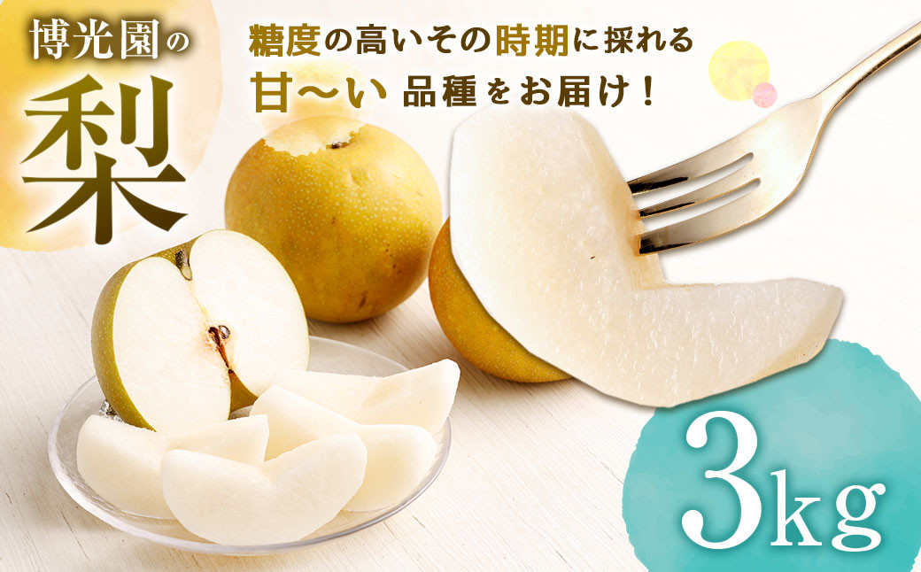 
            梨 3kg 【2025年9月下旬～12月下旬迄発送予定】 なし 果物 くだもの フルーツ 豊水 20世紀 新高 新興
          