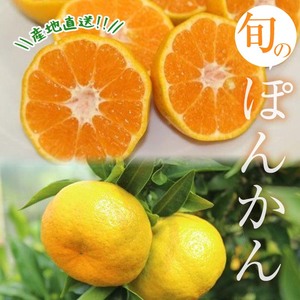 ＜先行予約＞＼数量・期間限定／池之上果樹園 の 旬 の ポンカン 化粧箱入り 約5kg（約24～30玉）鹿児島県産 ぽんかん～2025年12月上旬頃より順次発送予定～ 果樹【A-2015H】