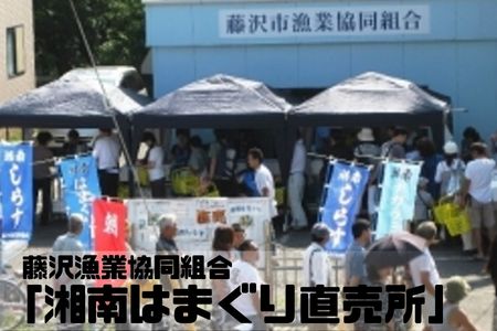 湘南はまぐり LLサイズ  2.8kg 10〜12個 冷凍 焼き蛤 酒蒸し お吸い物 炊き込みご飯 パスタ 江の島 江ノ島
