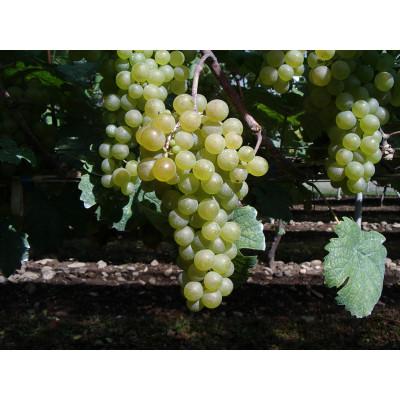 ふるさと納税 花巻市 エーデルワイン　人気辛口ワイン厳選4本セット【コンツェルト(赤・白)・神楽(赤)・五月長根(白)】 |  | 02