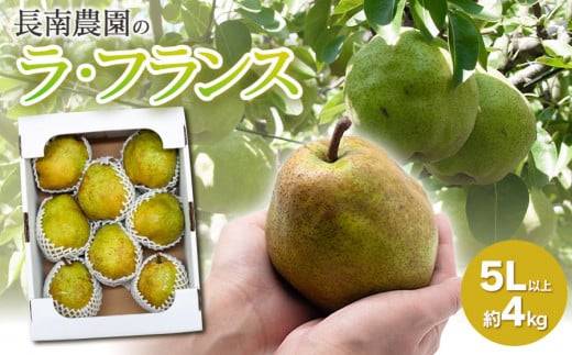 【令和7年産】ラ・フランス 5Lサイズ以上 約4kg（7～9玉）　山形県鶴岡市産 （2025年11月13日頃～発送） 長南農園
