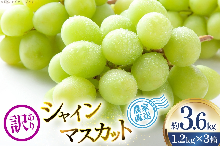 
                  【期間限定発送】 ぶどう 家庭用 訳あり シャインマスカット 約1.2kg 3箱 計3.6kg [治右衛門果樹園 山形県 高畠町 tk06ays830023] ブドウ 葡萄 フルーツ 果物 くだもの デザート 甘い シャイン マスカット 産地直送 農家直送 期間限定
                