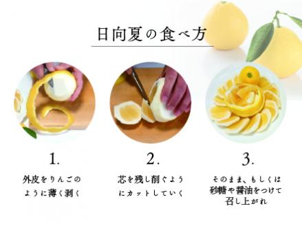 【先行受付】初春の旬「日向夏」種あり 2.5kg 果物 フルーツ くだもの 柑橘 フルーツサンド おやつ スイーツ デザート ジャム おすすめ ギフト 贈り物 贈答 プレゼント おすそ分け お返し 宮