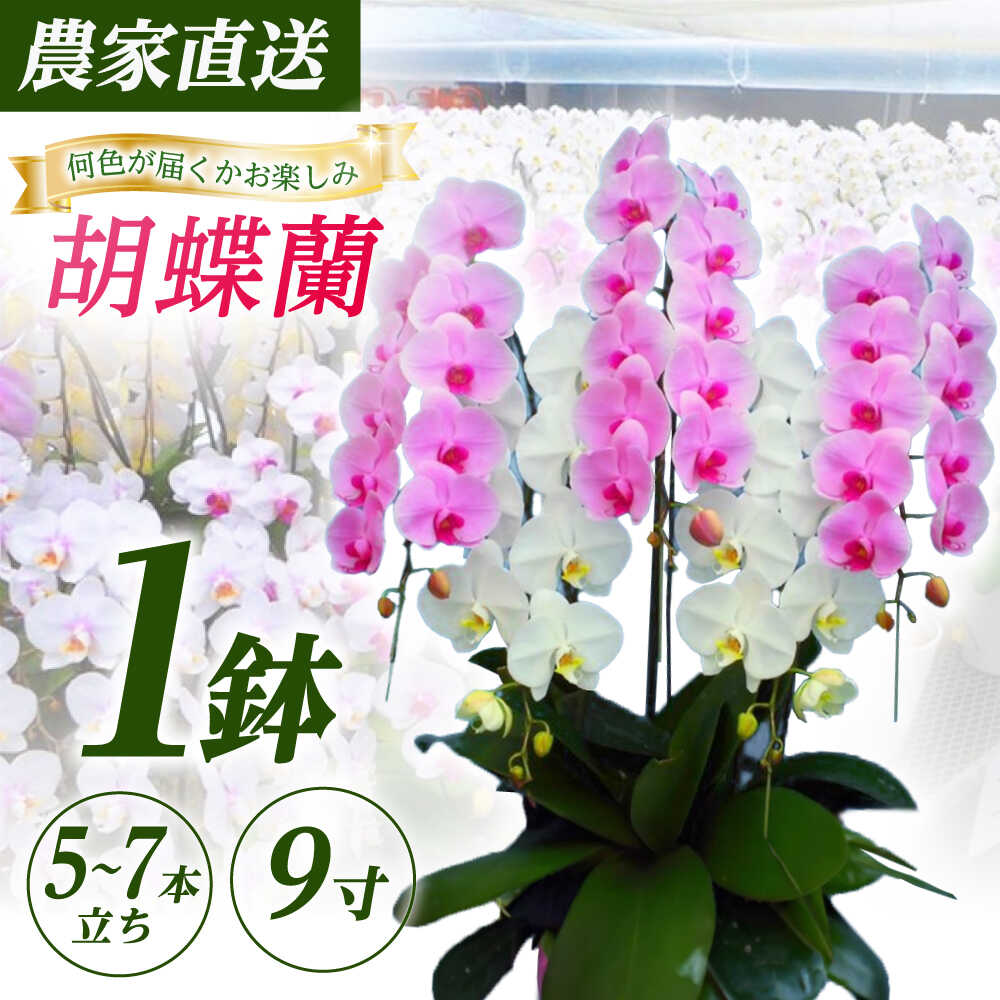 【ふるさと納税】【5〜7本立ち9寸】生産農家直送！胡蝶蘭 1鉢【足柄金太郎洋蘭園】開成町 洋蘭 蘭 お花 生花 鉢花 鉢[BDAB013]