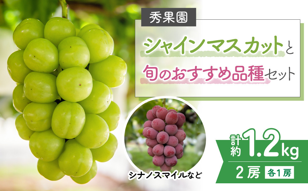 
            【先行受付2025年発送】シャインマスカットと旬のおすすめ品種2房セット（約1.2kg）｜秀果園※2025年9月下旬~10月順次発送予定
          