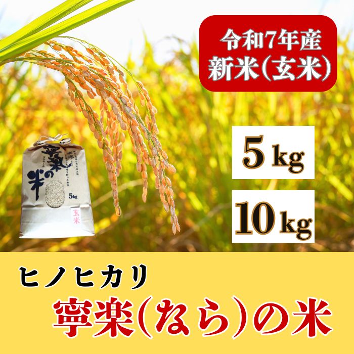 【ふるさと納税】 【新米】令和7年産 ヒノヒカリ 『寧楽(なら)の米』 5Kg 10kg 玄米 2025年収穫 順次発送 農家直送 米 お米 ひのひかり ごはん ご飯 おにぎり 炊き立て 美味しい とも農園 奈良 なら 令和7年度 奈良市 奈良県