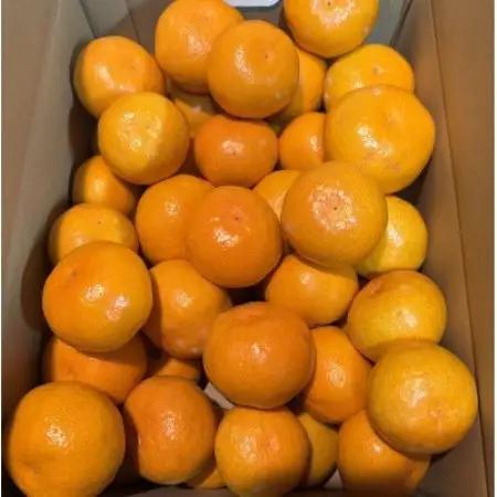 先行予約　大阪府和泉市産 宮川早生みかん5kg2ケース(1梱包) 11月中頃より発送【1672212】