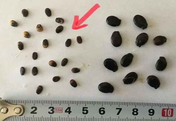 スイカの名産地の信州波田産。南原ファーム拘りの厳選スイカ。