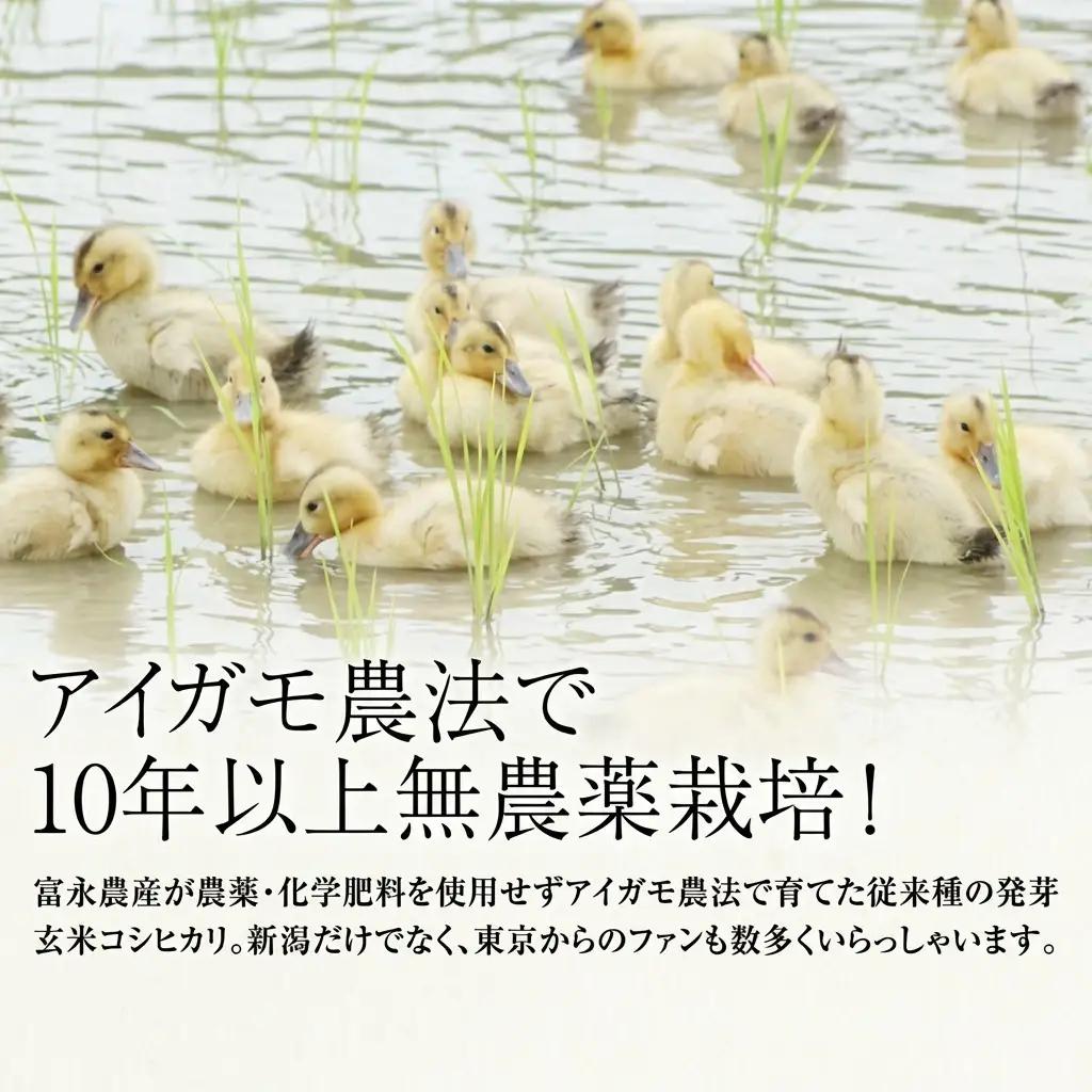 JAS 有機栽培 アイガモ農法 コシヒカリ 発芽玄米 2kg コシヒカリ 新潟