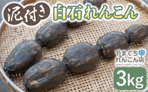 【2026年1月以降発送】【祖母は103歳 健康長寿の源！】 白石 れんこん 3kg【やまぐちれんこん店】蓮根 レンコン 泥付き 根菜 野菜 佐賀県産  白石 [ICT001]