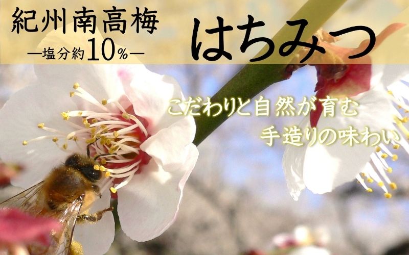 紀州南高梅 はちみつ（塩分約10%） 500g　　【yamada017】