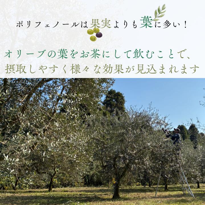 匝瑳オリーブ 千朋園　オリーブ茶　1袋 30g（2g×15パック） ／ お茶 オリーブ茶 オリーブ オレウロペイン ポリフェノール ティーバッグ