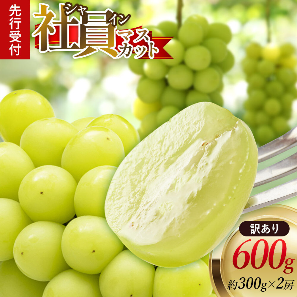 《先行受付》【訳あり】シャインマスカット【社員マスカット】約300g×2房 約600g [ぶどう ブドウ 葡萄 シャインマスカット マスカット 果物 フルーツ 訳あり 秋田]