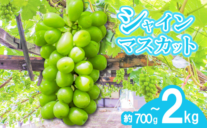 
            【早期予約】朝採りシャインマスカット 1房から4房 約700gから約2kg 名峰讃岐富士育ち 煌めきの果実 マスカット シャインマスカット ぶどう 葡萄 ブドウ フルーツ 果物 くだもの 果実 フルーツ 旬 旬の果物 デザート スイーツ おやつ ゼリー ジュース 人気果物 人気フルーツ ランキング 香川 丸亀
          