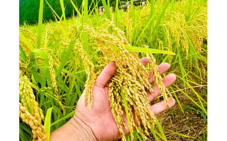 令和7年度産 農家直送「山ちゃんのお米」コシヒカリ10kg