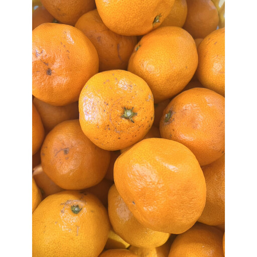 家庭用 大粒有田みかん 10kg (約70個～76個)