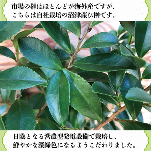 国産 榊 さかき 一対 2束 ひ榊 ヒサカキ 神棚 用 沼津 産 産地 直送 新鮮 お供え 長持ち