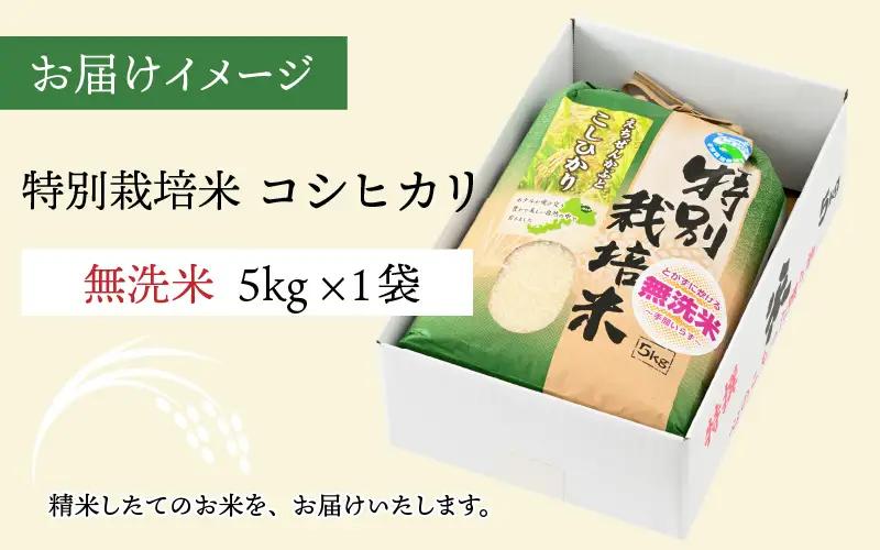 【先行予約】令和8年産 特別栽培米コシヒカリ 5kg×1袋（無洗米） 【2026年9月29日より順次発送】 [A-005011]