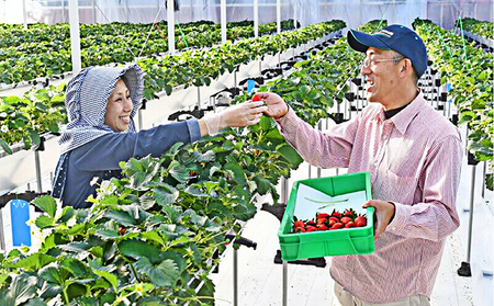 3ヶ月連続！裾野産完熟冷凍イチゴ2kg 果物 フルーツ いちご 苺 