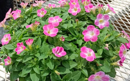 【4月末より順次発送】 サフィニア 小梅ちゃん 鉢花　/ 瑞浪市 中山園芸 花 お花 お祝い 鉢植え 生花 ギフト プレゼント フラワー[AZDC003]