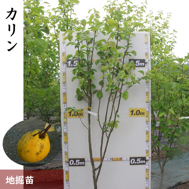 
            ＜すだ農園＞3年生 苗木 ◇カリン（花梨）[地掘苗 2023年] 果樹苗木 庭木 おすすめ 育てやすい 果物 家庭菜園 記念樹 シンボルツリー 人気 庭作り 実がなる木 ※2025年12月上旬～2026年4月下旬頃に順次発送予定 ※北海道・沖縄・離島への配送不可
          