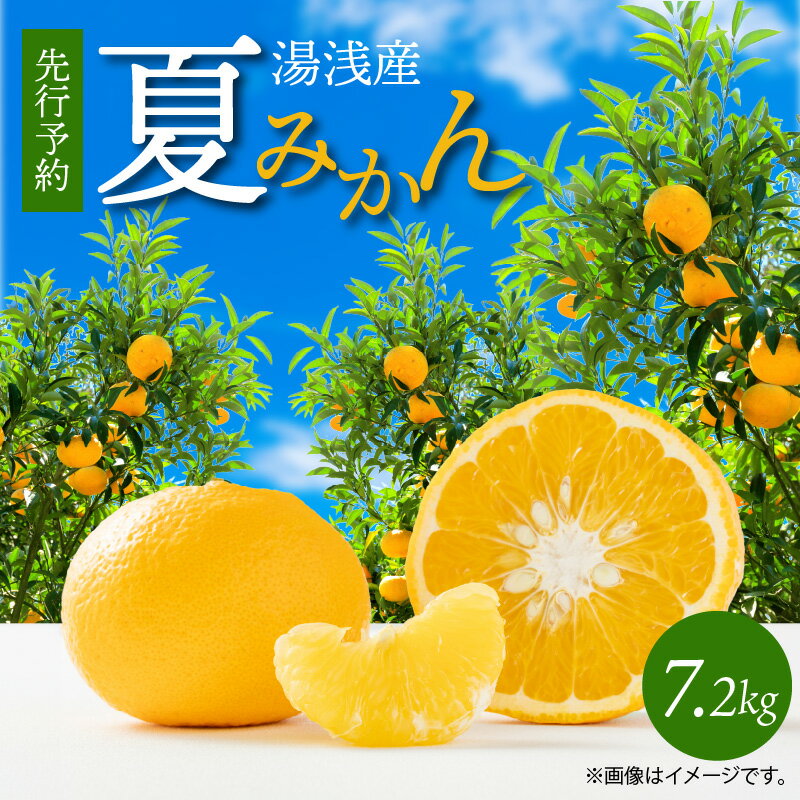 【ふるさと納税】【限定】【2026年先行予約】湯浅産 夏みかん 7.2kg【ミカン 蜜柑 夏ミカン 柑橘 和歌山 有田】