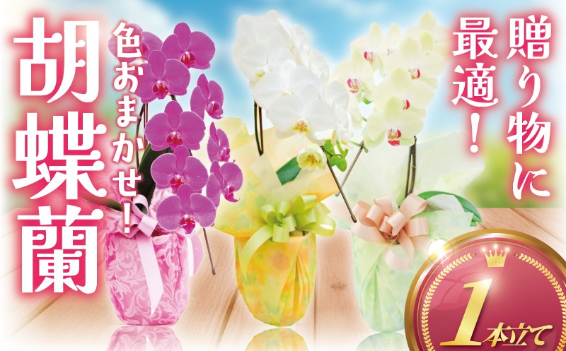 
            胡蝶蘭 1本 立ち 色 おまかせ ( 濃ピンク 黄色 白 ) 藤沢洋蘭 鉢植え 鉢花 ラン 観葉植物 花 hana 10000円 蕾 蘭 洋ラン 洋蘭 生花 お花 お祝い お供え コチョウラン こちょうらん 冠婚葬祭 新築 開店 祝 ギフト プレゼント 10000円 食べ物以外 贈答品 記念日 母の日 贈り物 母の日 誕生日 神奈川 湘南 藤沢
          