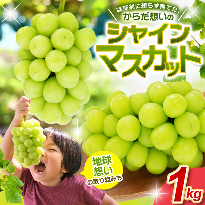 【ふるさと納税】 【2026年先行予約】 シャインマスカット 除草剤不使用 1kg 2房 優品以上 ぶどう しゃいんますかっと ブドウ 葡萄 マスカット 果物 フルーツ くだもの 種なし 皮ごと 送料無料 数量限定 期間限定 産地直送 農家直送 新鮮 人気 岡山 真庭市 ギフト 2026年発送