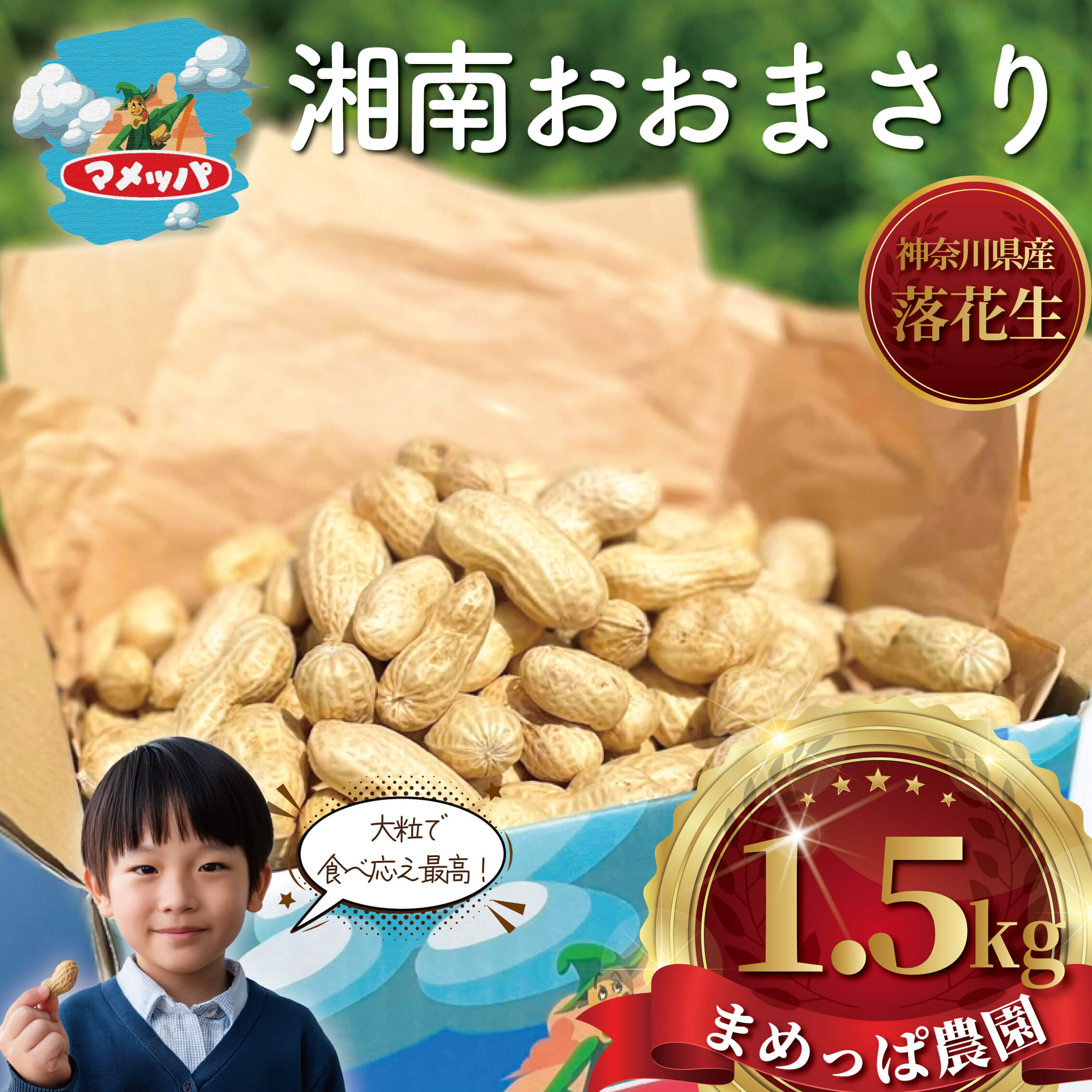 【ふるさと納税】 落花生 1.5kg 朝採り とれたて 先行予約 2026年9月以降発送 らっかせい ラッカセイ 生落花生 ピーナッツ おおまさり ナッツ mame 豆 まめ マメ 新鮮 旬 甘い つまみ おやつ 野菜 やさい yasai 冷蔵 期間限定 農家直送 数量限定 産地直送 神奈川 湘南 藤沢