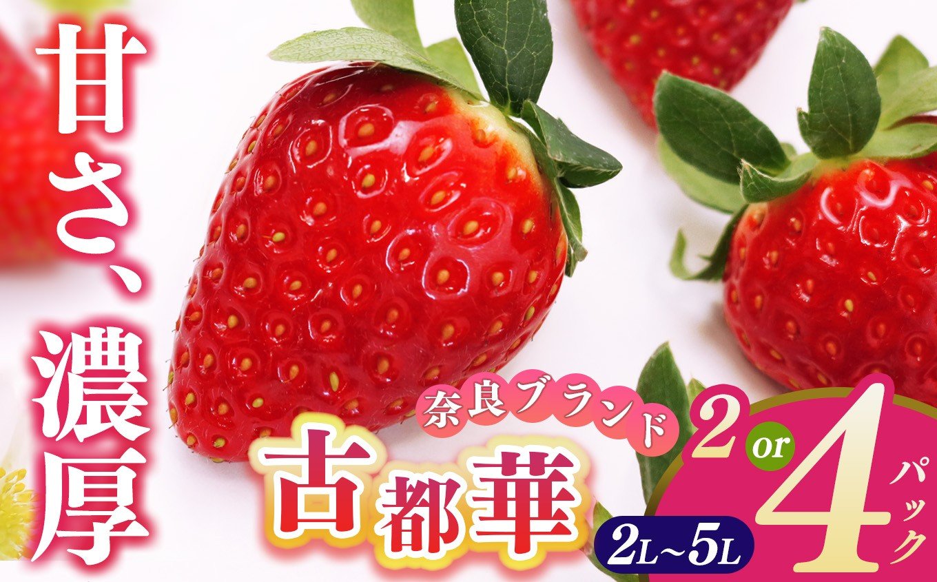 
            平群の古都華 2L～5Lサイズ （2～4パック 1～2ケース） 計2～4パック  | 先行予約 フルーツ 果物 くだもの ブランド いちご 苺 古都華 ことか 甘い 大人気 満足 希少 希少品種 ストロベリー 美味しい 品種 特徴 糖度 ルビー色 12月 1月 2月 3月 発送 旬 送料無料 濃厚 香り 果汁 味わい深い お取り寄せ 産地直送 辻本農園 名産地 奈良県 平群 町
          