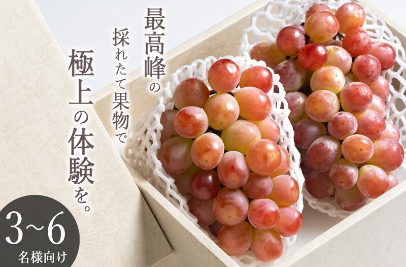 【ふるさと納税】 サンシャインレッド 大粒 2026年 先行予約 約1260g 2房 自然農法 産地直送 9月 10月 発送 期間限定 冷蔵 クール フルーツ 果物 果実 赤系 ぶどう 葡萄 贈答 ギフト 山梨県 甲州市 （BNC） 【E1-425】