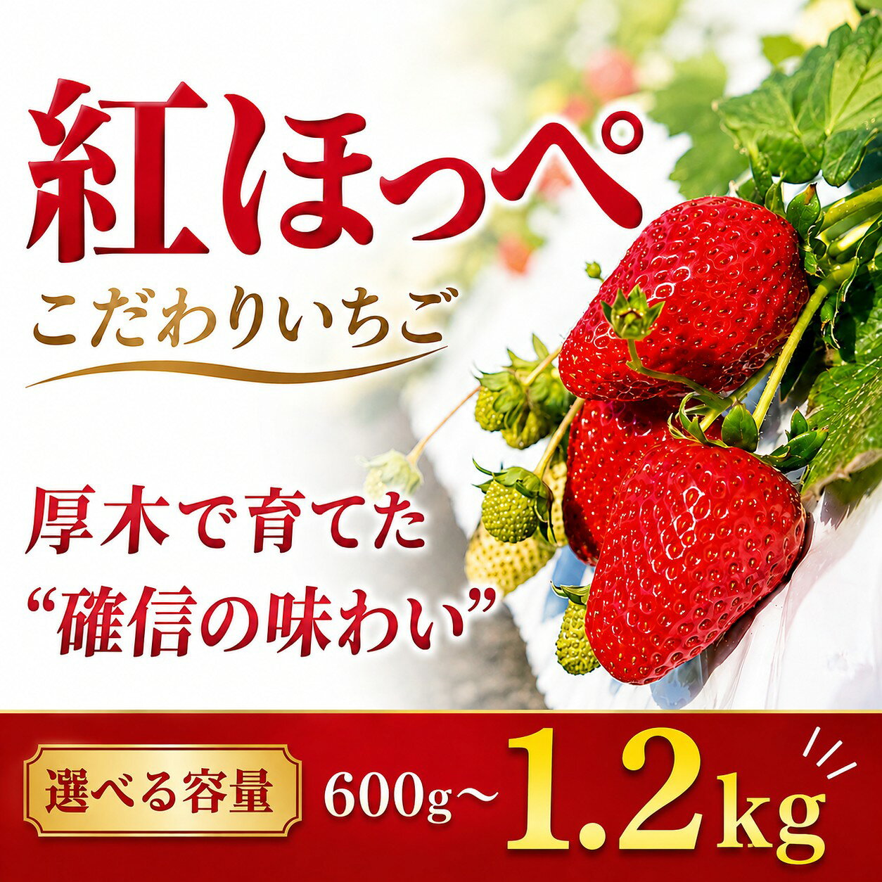 【ふるさと納税】【先行予約】いちご 紅ほっぺ イチゴ 苺 選べる 容量 約 600g 1.2kg 数量限定 農家直送 フルーツ 果物 くだもの ブランド ふるさと納税 神奈川県 厚木市 コンファーム