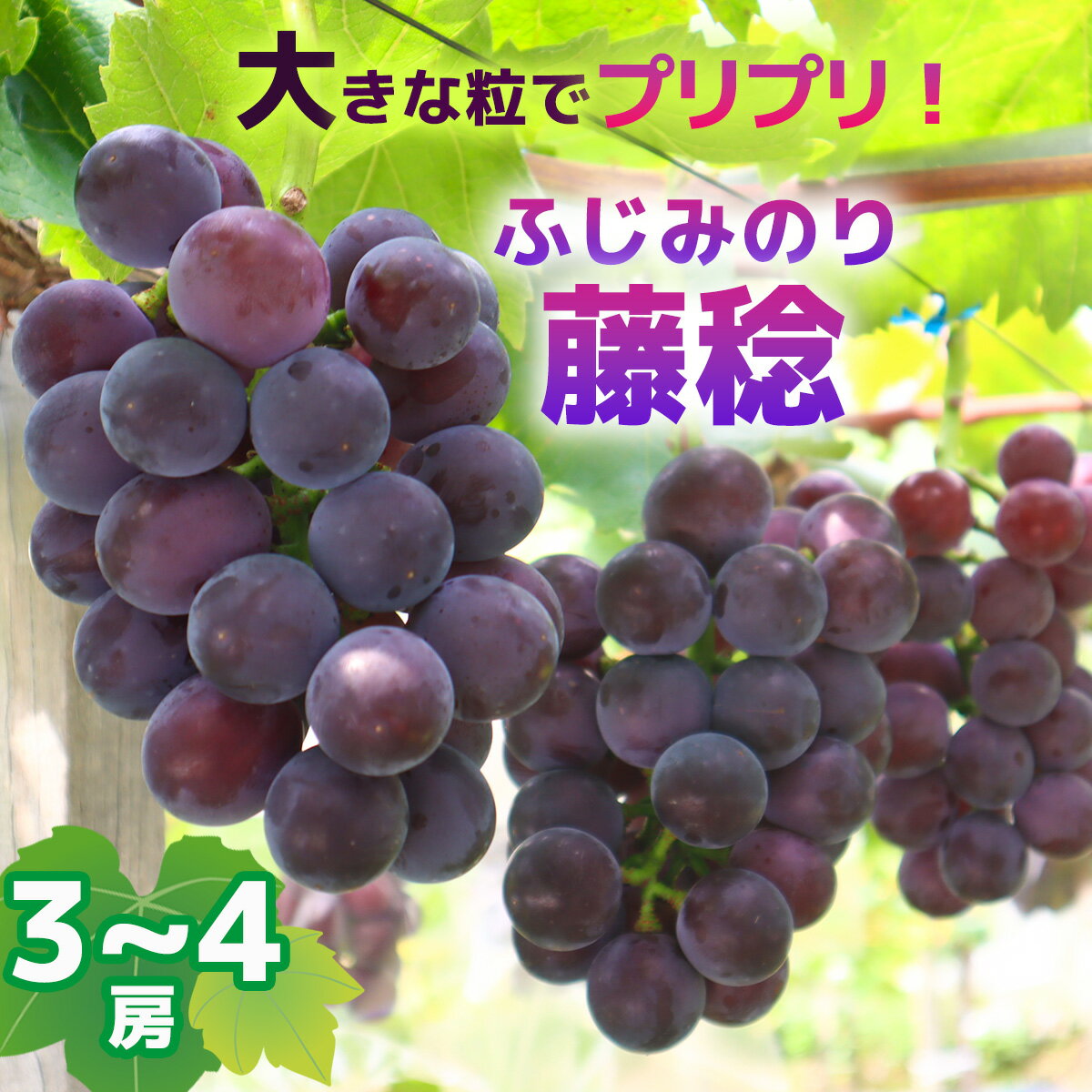 【ふるさと納税】藤稔(ふじみのり）3～4房予約受付フルーツ特産品産地直送送料無料期間限定数量限定美味しいおすすめ8月9月旬ぶどう葡萄