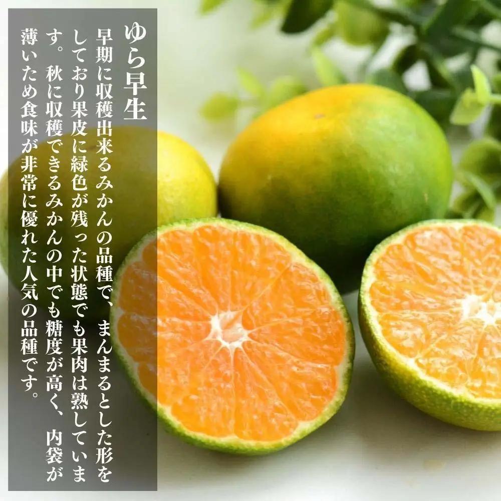 ゆら早生 みかん 箱込5kg(内容量 4.4kg) SMLサイズのいずれか 秀品 優品 混合 有田みかん 和歌山県産 【みかんの会】［2026年10月下旬頃より順次発送予定］