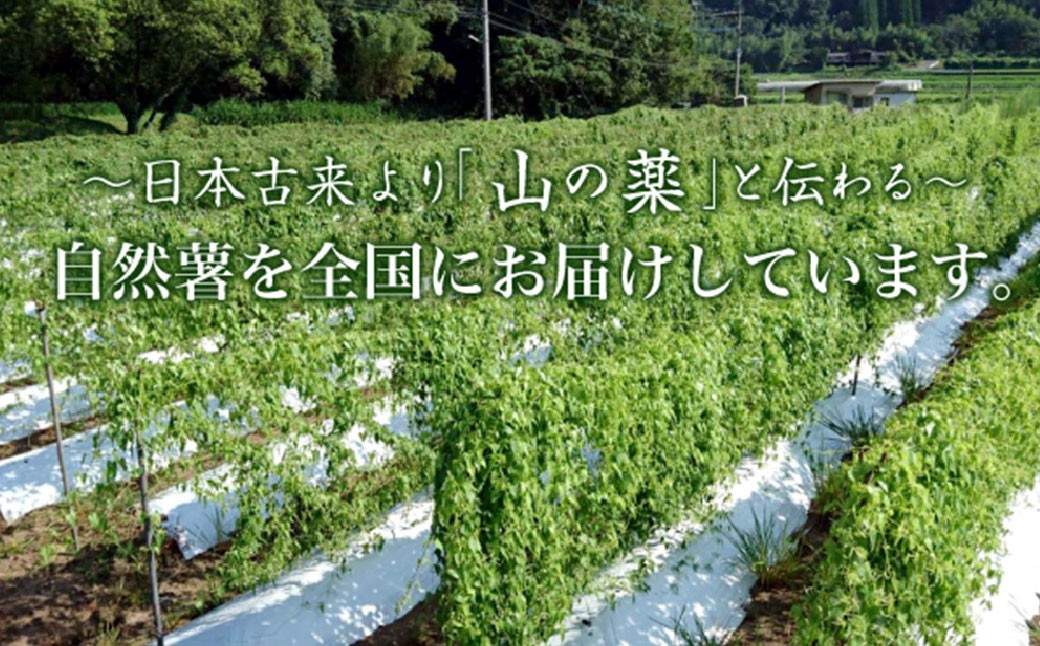 自然薯姫 （青果） 約2kg