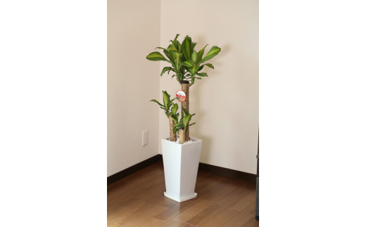 【4月上旬～9月下旬発送】幸福の木7号高陶器 鉢 インテリア 観葉植物 草花 樹木