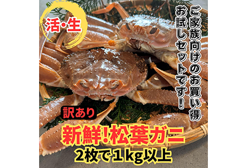 【訳あり】活！松葉ガニ1kgセット 鳥取網代港 岩美 松葉がに ズワイガニ かに カニ 日本海 ※お届けは2026年11月中旬～【さかなや新鮮組】【22026】