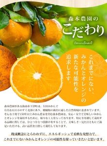 訳あり 森本農園の手選別 清見オレンジ 7kg +200g傷み補償付 和歌山県産 サイズ混合 【北海道・沖縄・離島配送不可】【RN24】