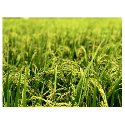 ふるさと納税 久喜市 令和7年産『てまひま米』ミルキークイーン　精米10kg(5kg×2) |  | 02