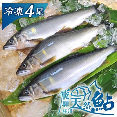 ふるさと納税 白川村 白川村産 飛騨庄川の天然鮎 4尾 [S509_4bi]