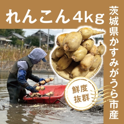 
                  【鮮度抜群!茨城県かすみがうら市産】シャキシャキ蓮根 霞ヶ浦れんこん4kg 産地厳選【1667482】
                