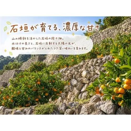 【2026年11月下旬より発送】有田の小粒みかん5kg　(S～3Sサイズ混合)【1568350】