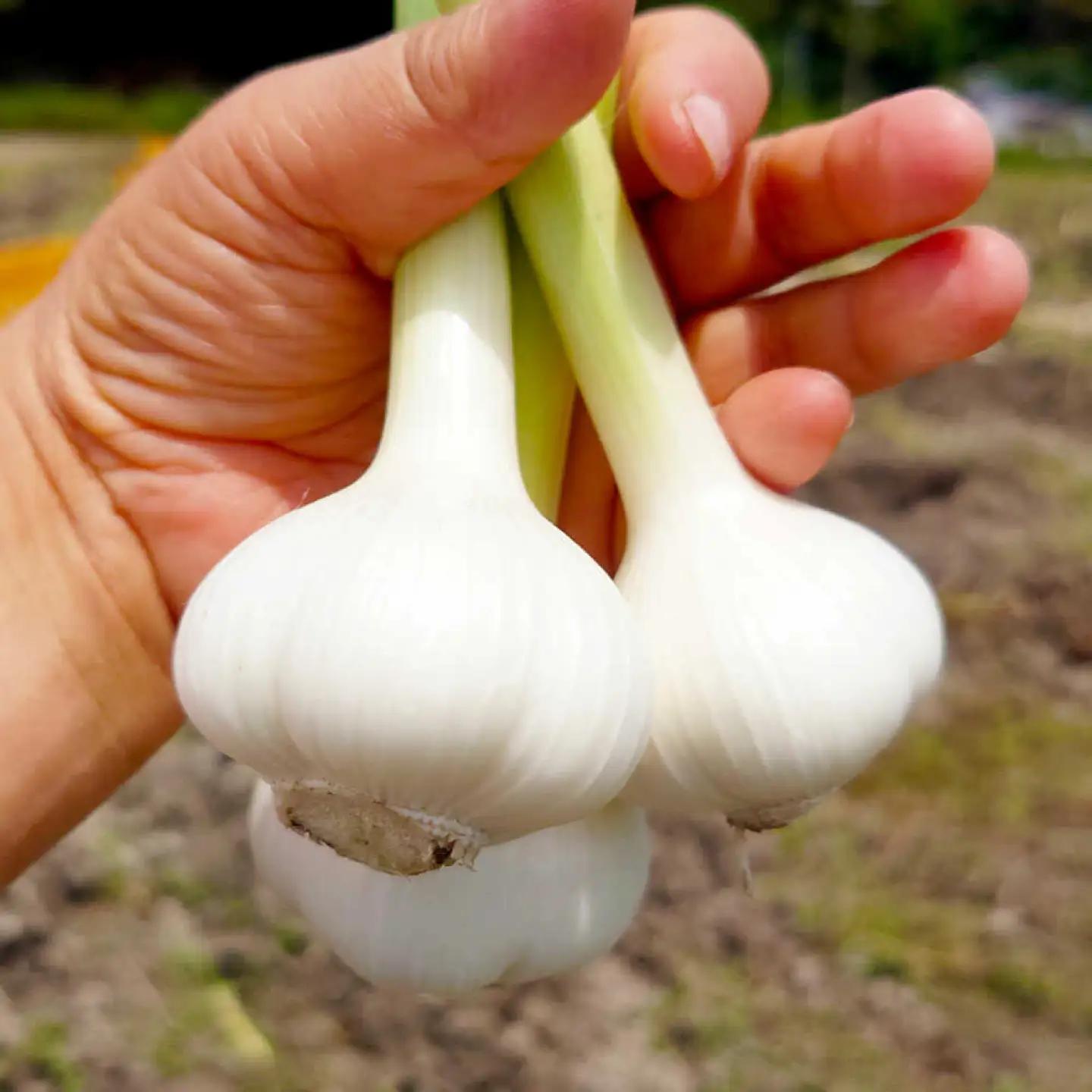 【先行予約】平戸にんにく＆ハッピーマンセット 約3kg〈2026年10月-11月末頃発送〉 ニンニク 自然乾燥平戸にんにく ピーマン 野菜 やさい おかず 副菜 お弁当 新鮮 おいしい 採れたて 国産