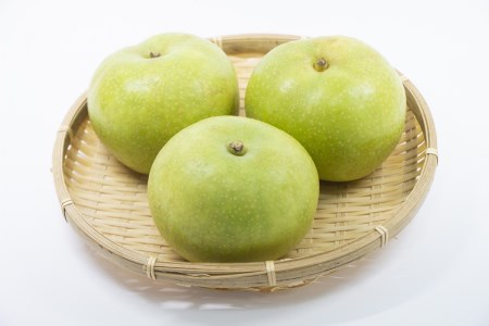 【先行予約／数量限定20】京都丹後産 二十世紀梨 5kg（2024年9月～発送）