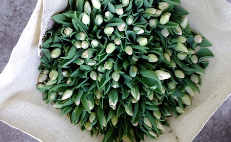 フラワーファームしろねのチューリップ切花20本おすすめアソート（4品種×各5本） 花 チューリップ セット フラワー 新潟市